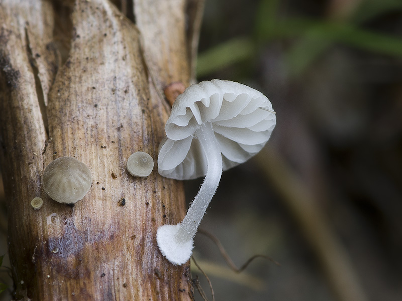 Mycena bulbosa